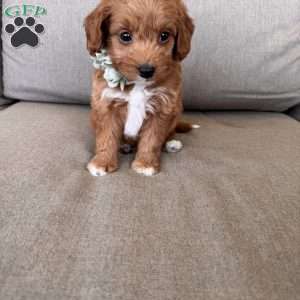 Zara, Mini Goldendoodle Puppy